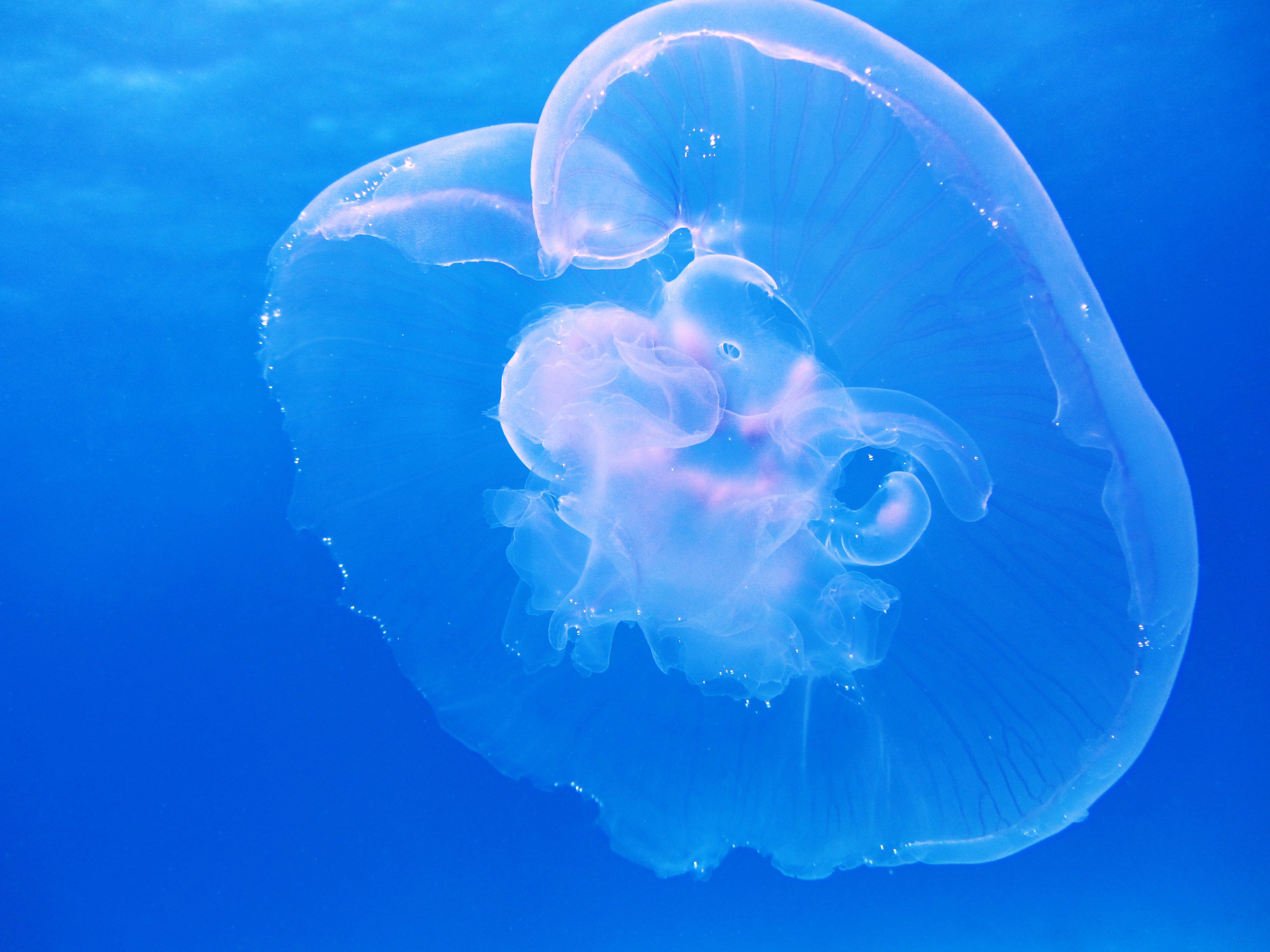 moon-jellyfish-aurelia-aurita-schirmqualle-66321